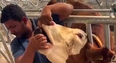 “Kurban Pazarında İçki İçirilen Hayvan: İnsanlık Dışı Bir Muamele”