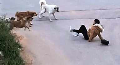 Sokak Köpekleri Saldırıları İçin Soruşturma Başlatıldı