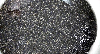 Siyah İnci Karadeniz’le Buluşuyor